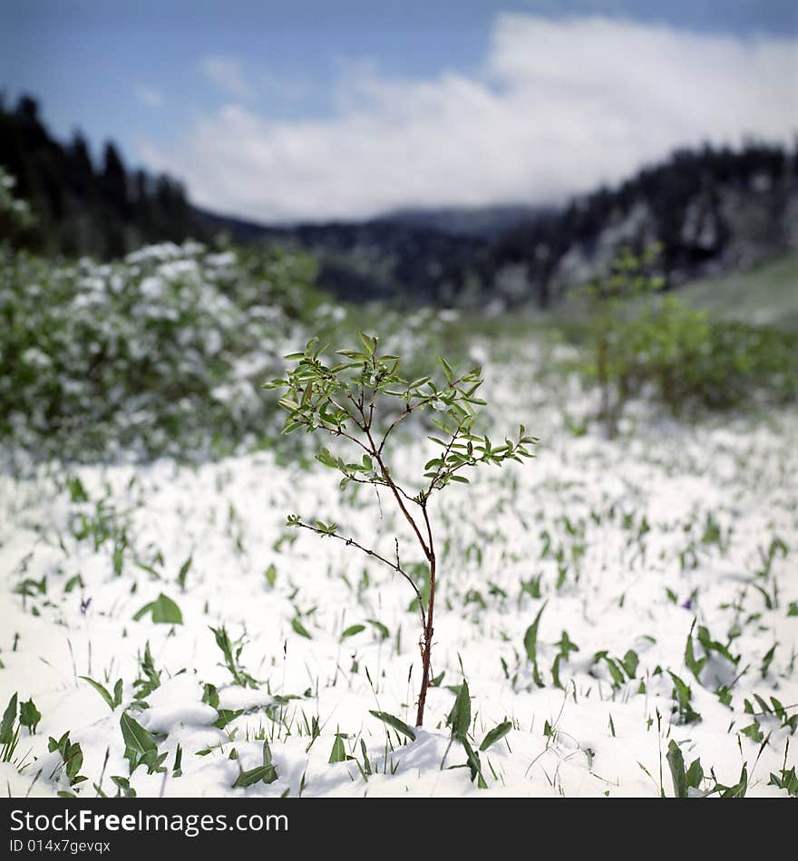 Snow in summer mountains of Altai
Pine wood, clouds and white snow