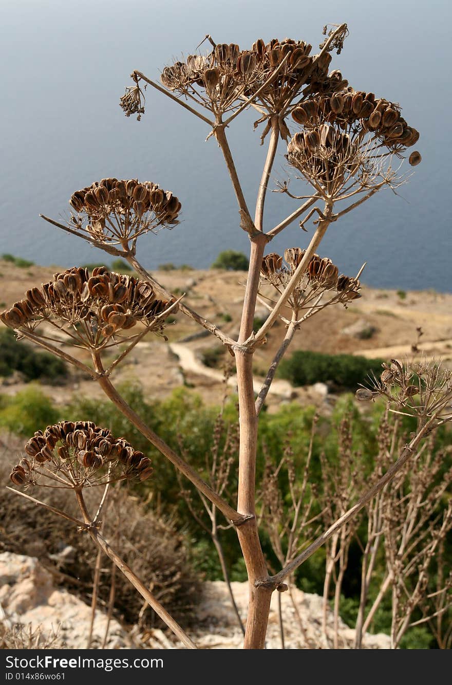 Dried plant in Dingli, Malta