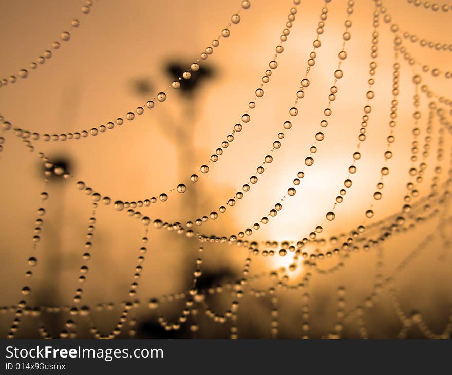 Close up of a spider web with dew drops. Close up of a spider web with dew drops