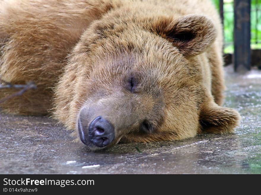 Sleeping bear