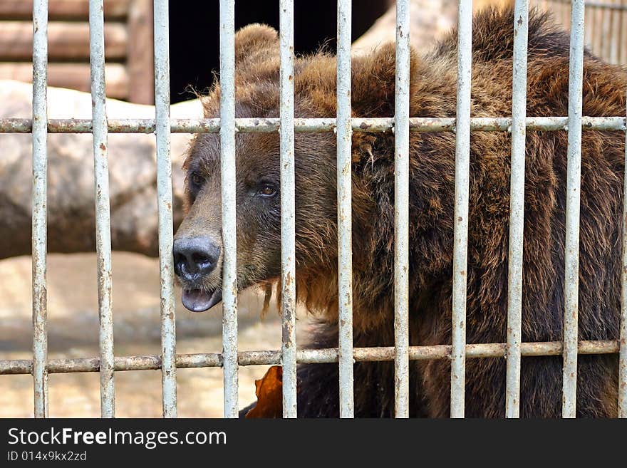 Bear in a cage