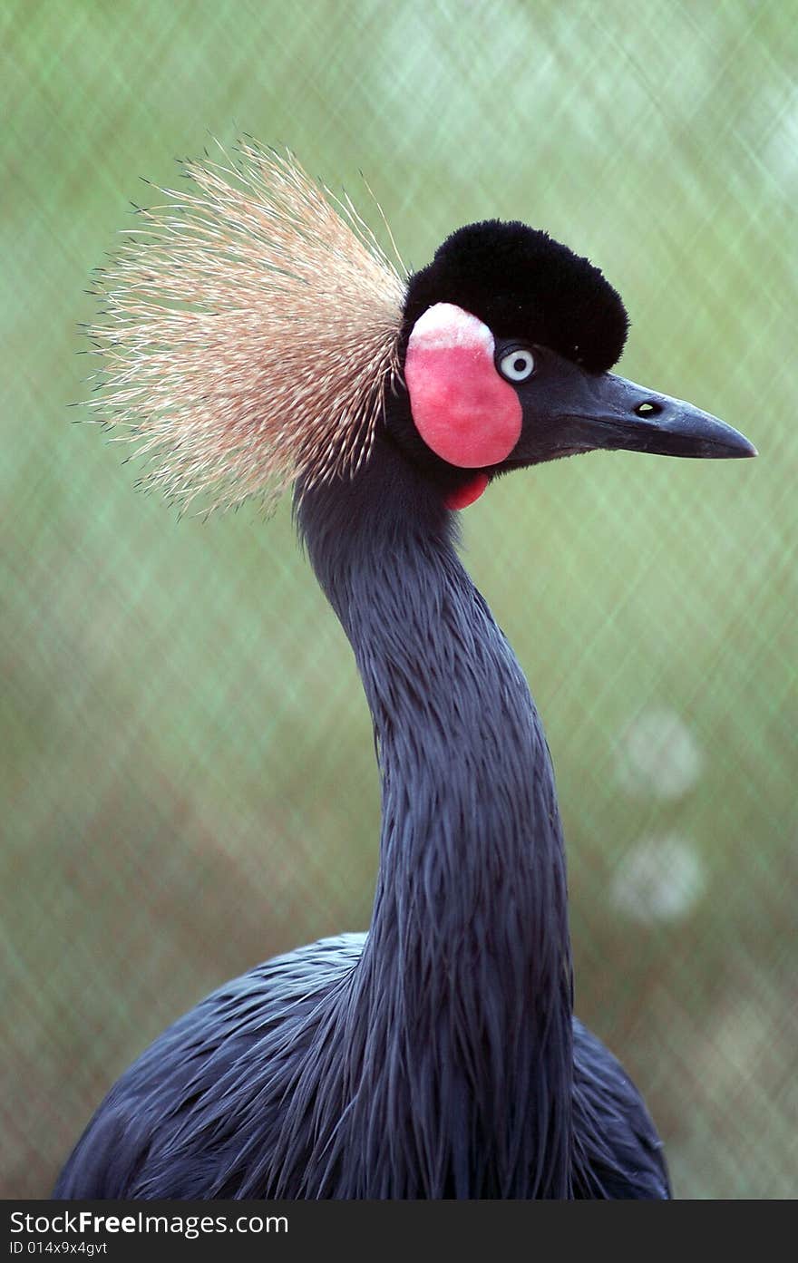 Crown bird on the blur background.