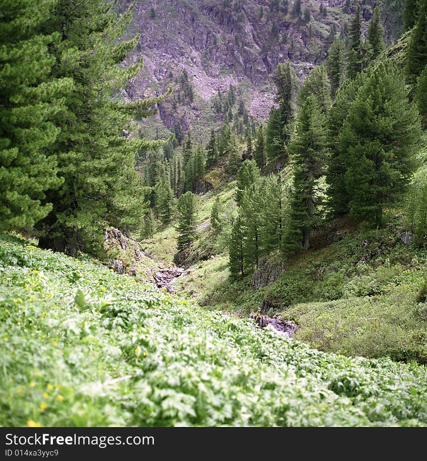 Coniferous forest in high mountains, summer