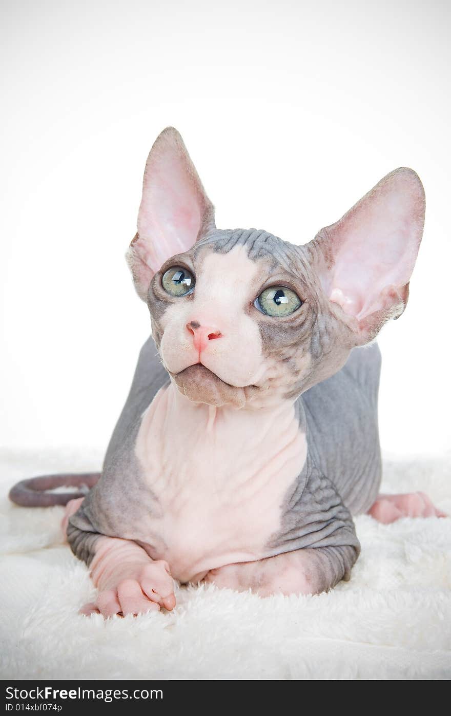 Attentive sphinx kitten, studio isolated