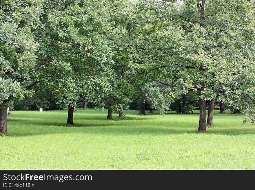 Oaks and green grass in the old park.