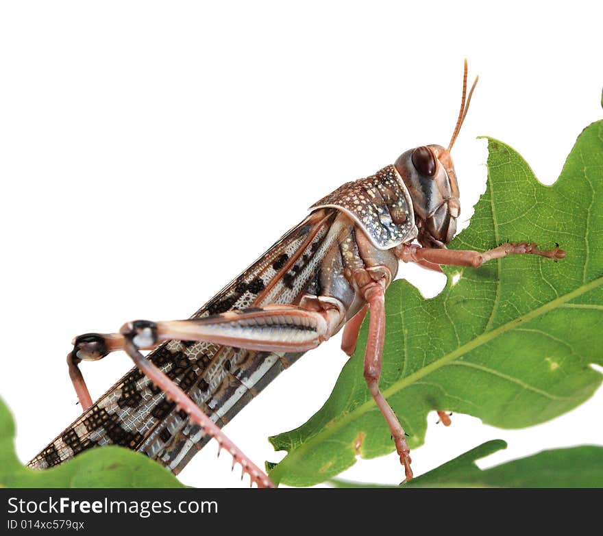 Locust eating a leaf of an oak - macro shot