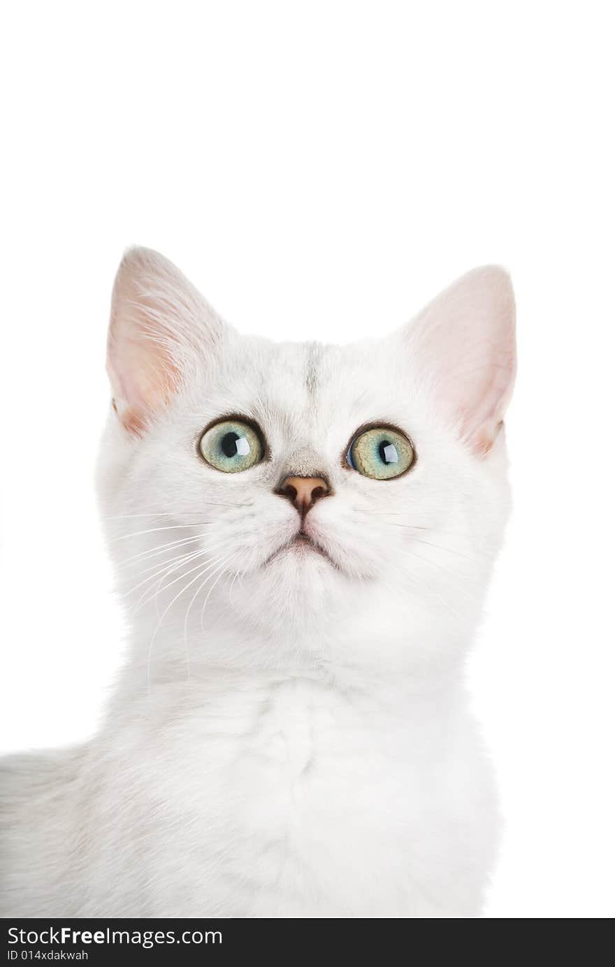 Beautiful british kitten close-up shot. Isolated on white background