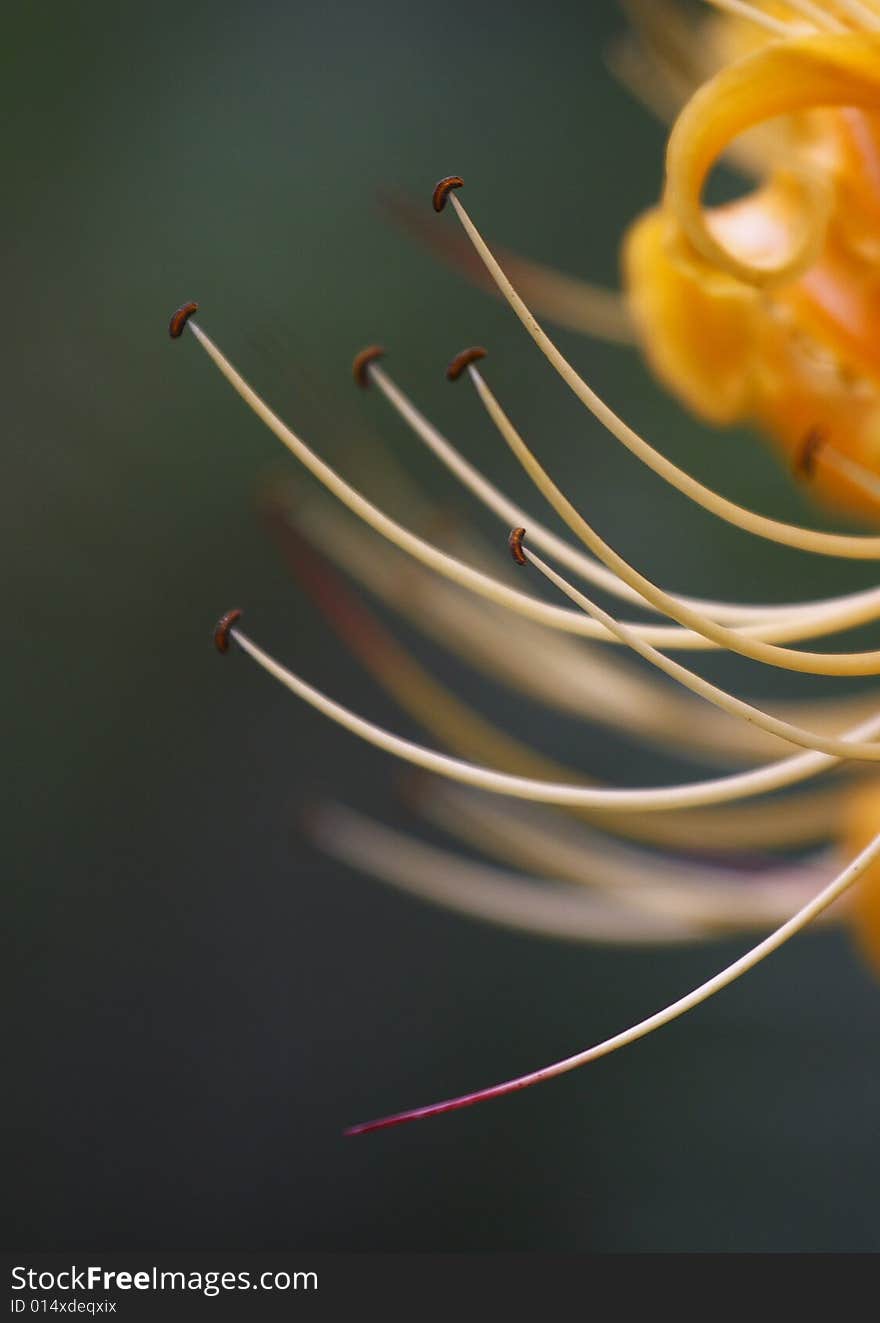 Lycoris radiata is a kind of magic flower. It was opened in the road of the nether world