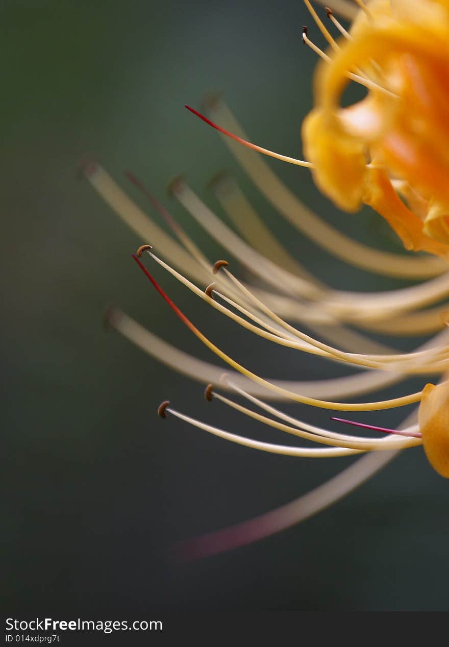 Lycoris radiata is a kind of magic flower. It was opened in the road of the nether world