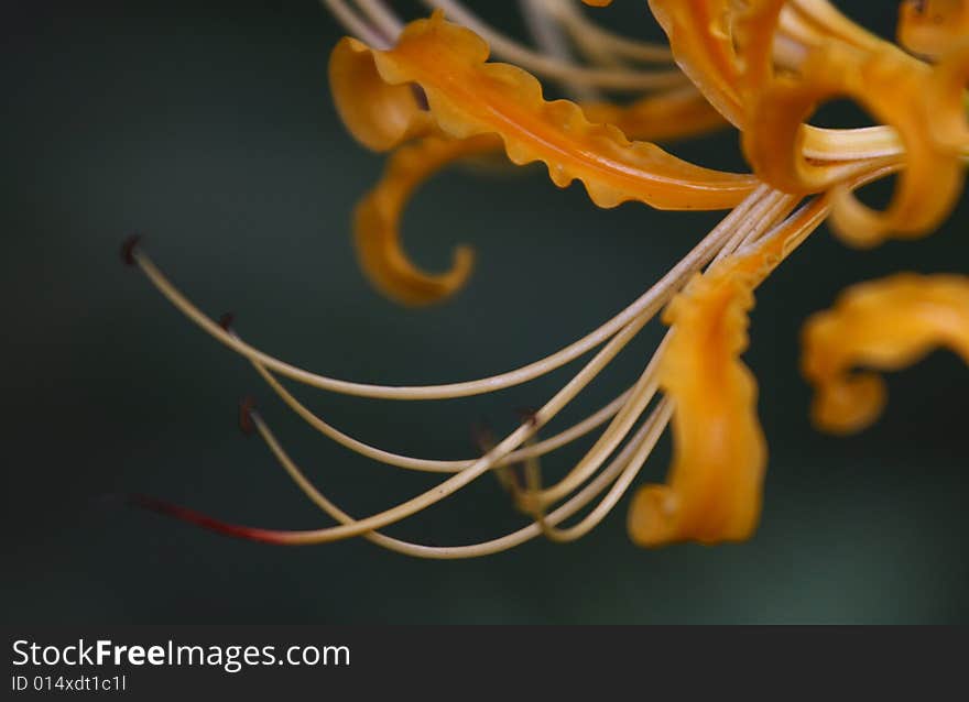 Lycoris radiata is a kind of magic flower. It was opened in the road of the nether world