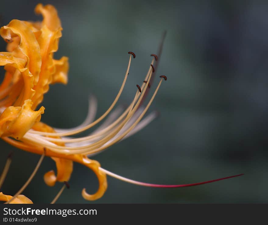 Lycoris radiata is a kind of magic flower. It was opened in the road of the nether world