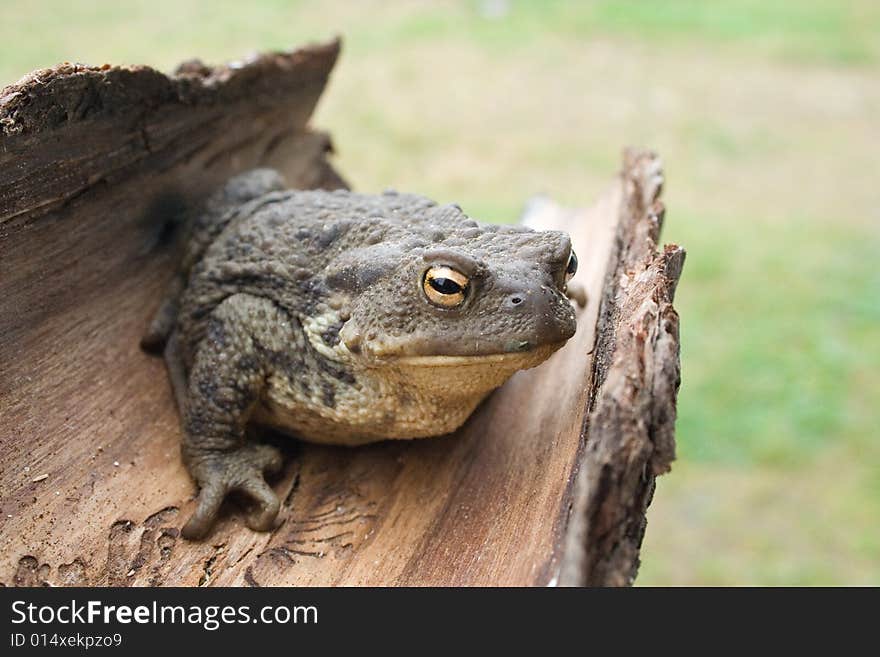 European common toad bufo bufo