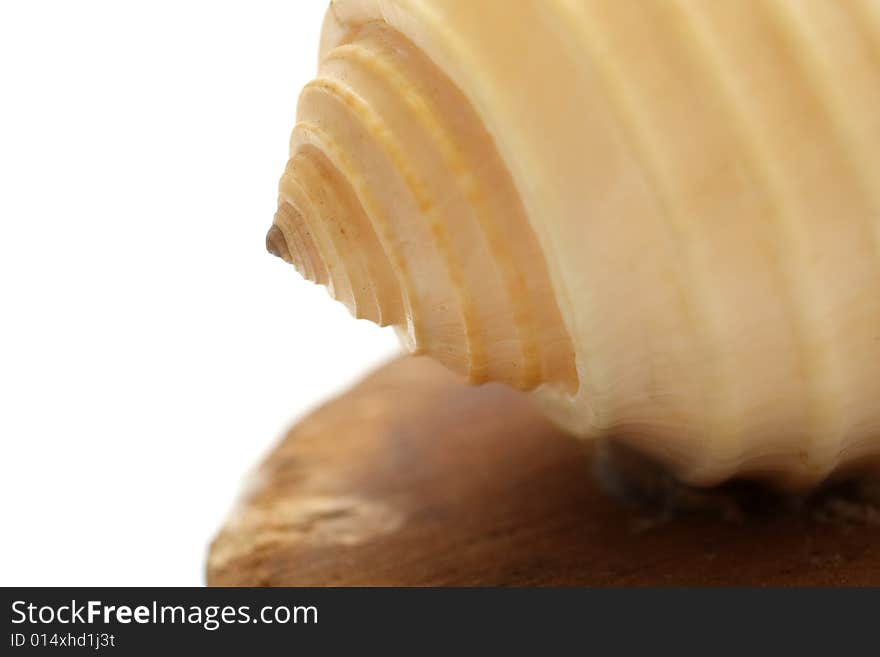 Close up of a seashell on white background. Close up of a seashell on white background