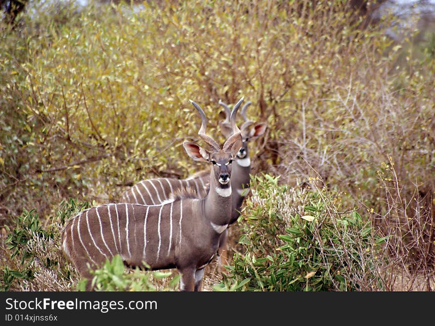 Two male kudu, Tsavo National Park, Kenya. Two male kudu, Tsavo National Park, Kenya