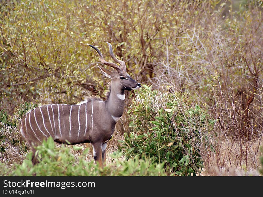 A male kudu antelope, Tsavo National Park, Kenya. A male kudu antelope, Tsavo National Park, Kenya