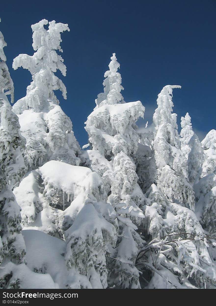 Ice covered pine trees against deep blue sky . Ice covered pine trees against deep blue sky