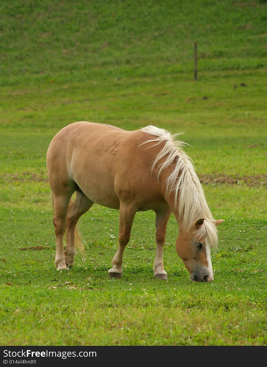 Brown horse feeding on meadow