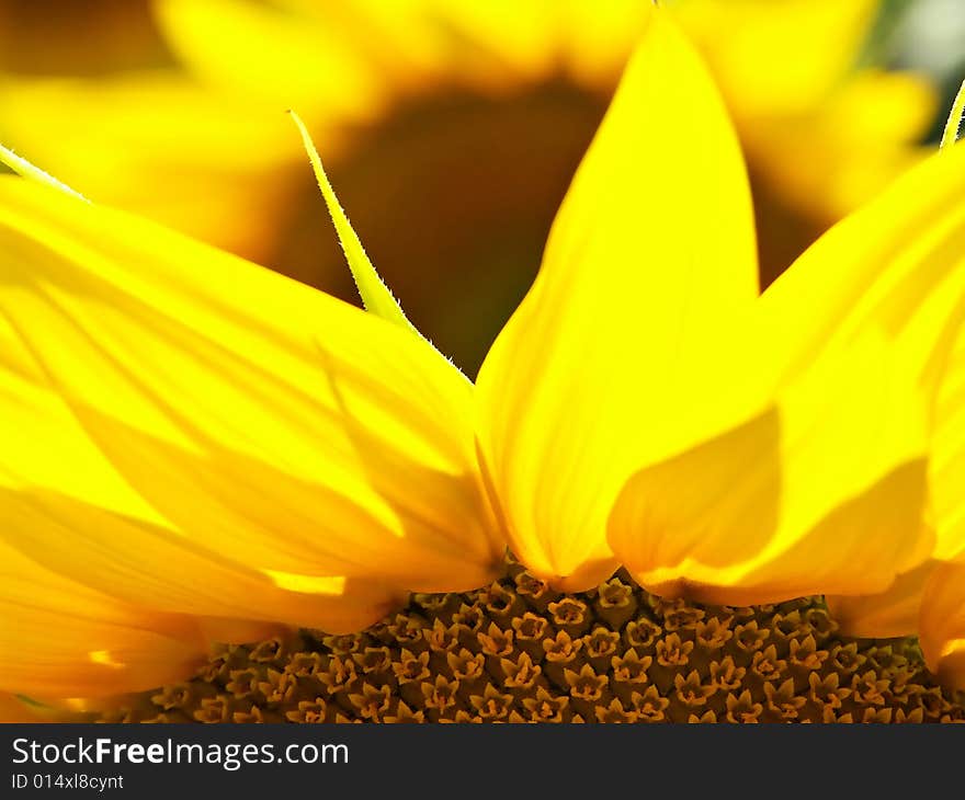 Backlit sunflower