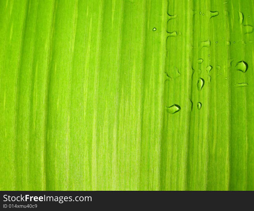 A closeup of a perfect banana leave during the monsoon, some raindrops on the surface. A closeup of a perfect banana leave during the monsoon, some raindrops on the surface.