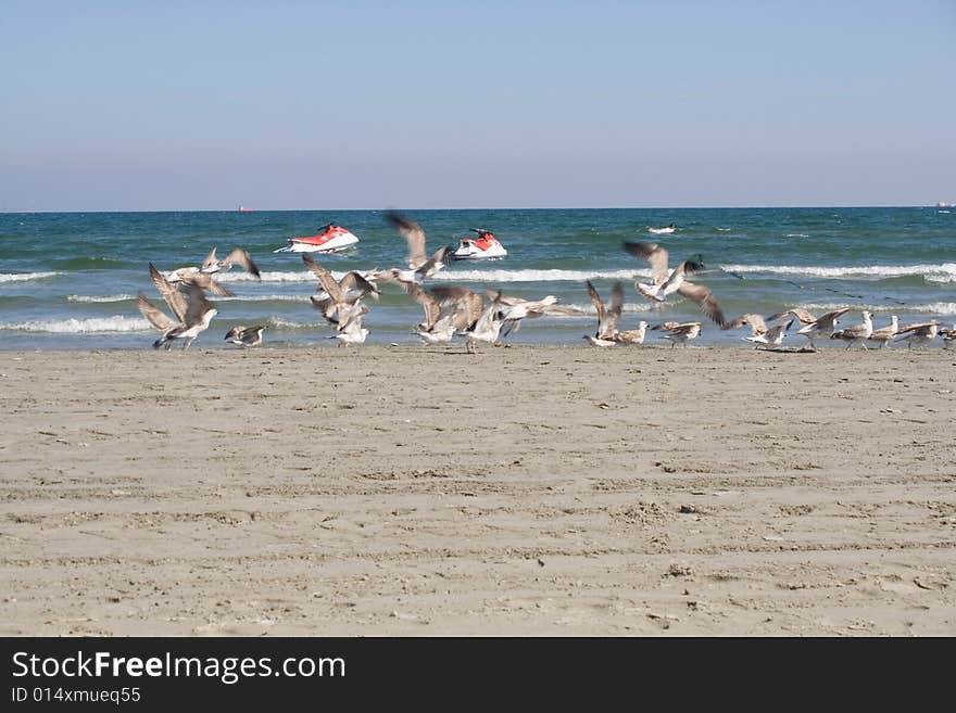 Seagulls