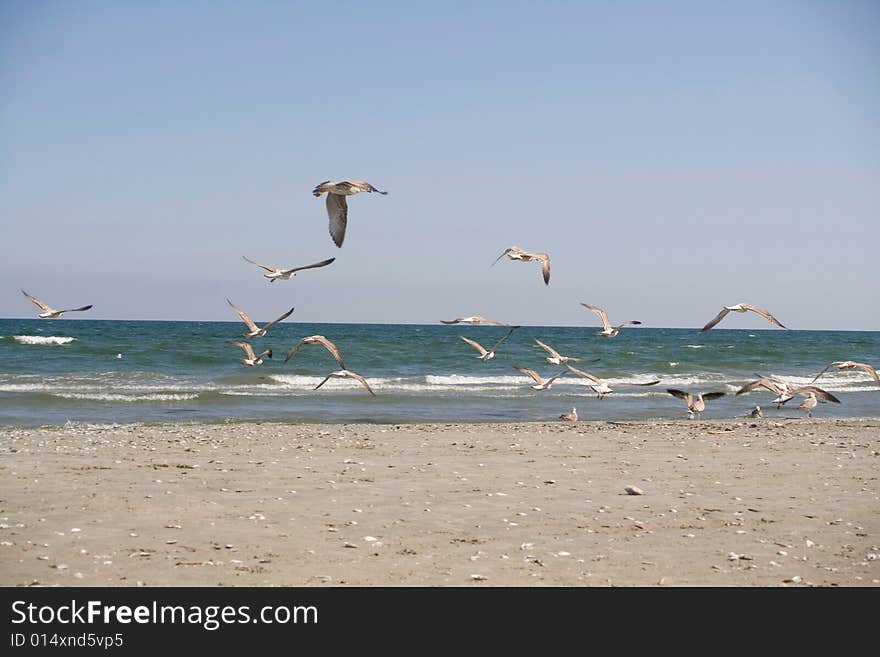 Seagulls