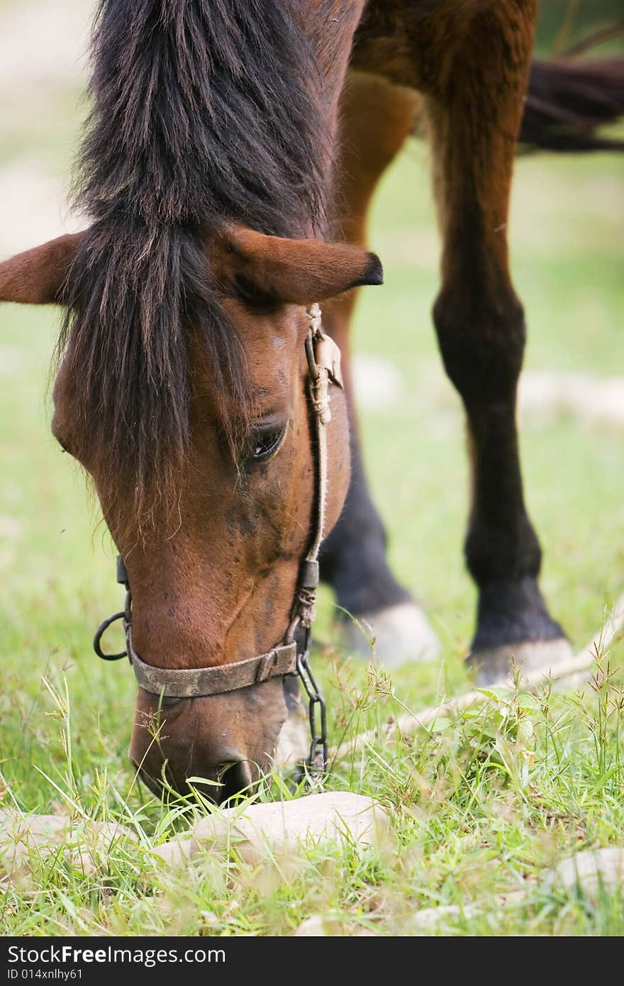 The horse in a meadow . it looks very beautiful