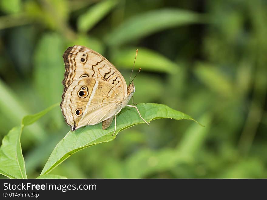 The butterfly and flower