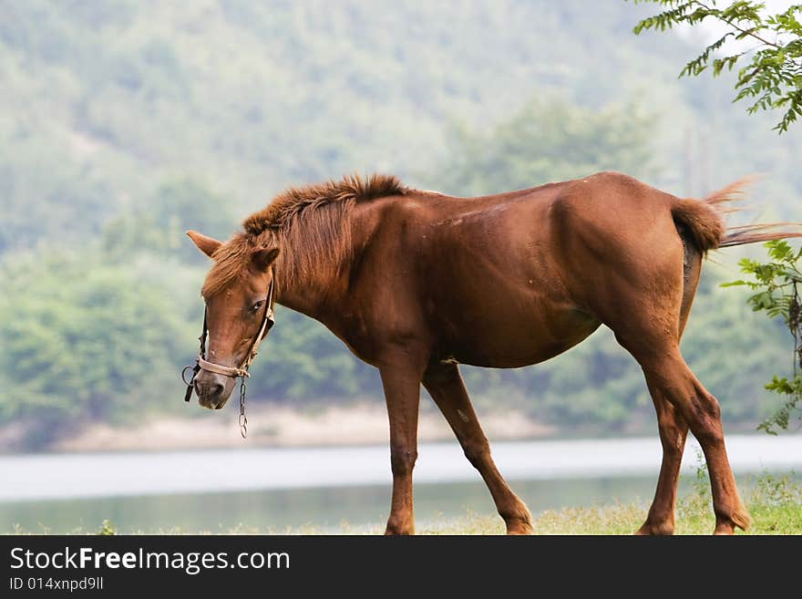 The horse in a meadow . it looks very beautiful