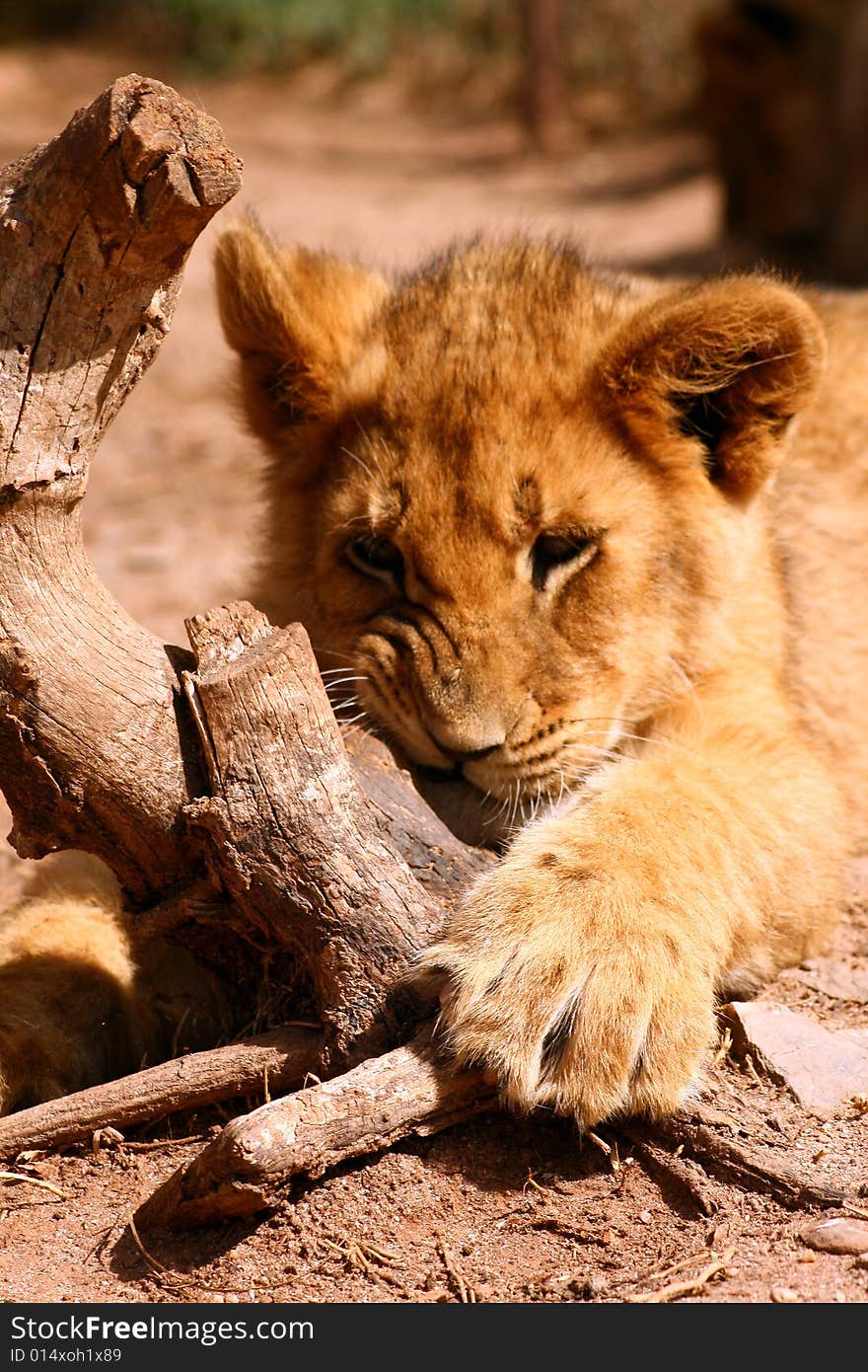 An african female lion cub chewing on a log on a breeding farm. An african female lion cub chewing on a log on a breeding farm