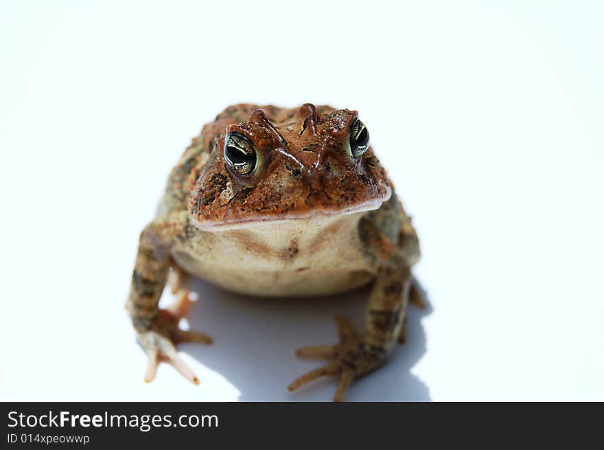 Toad