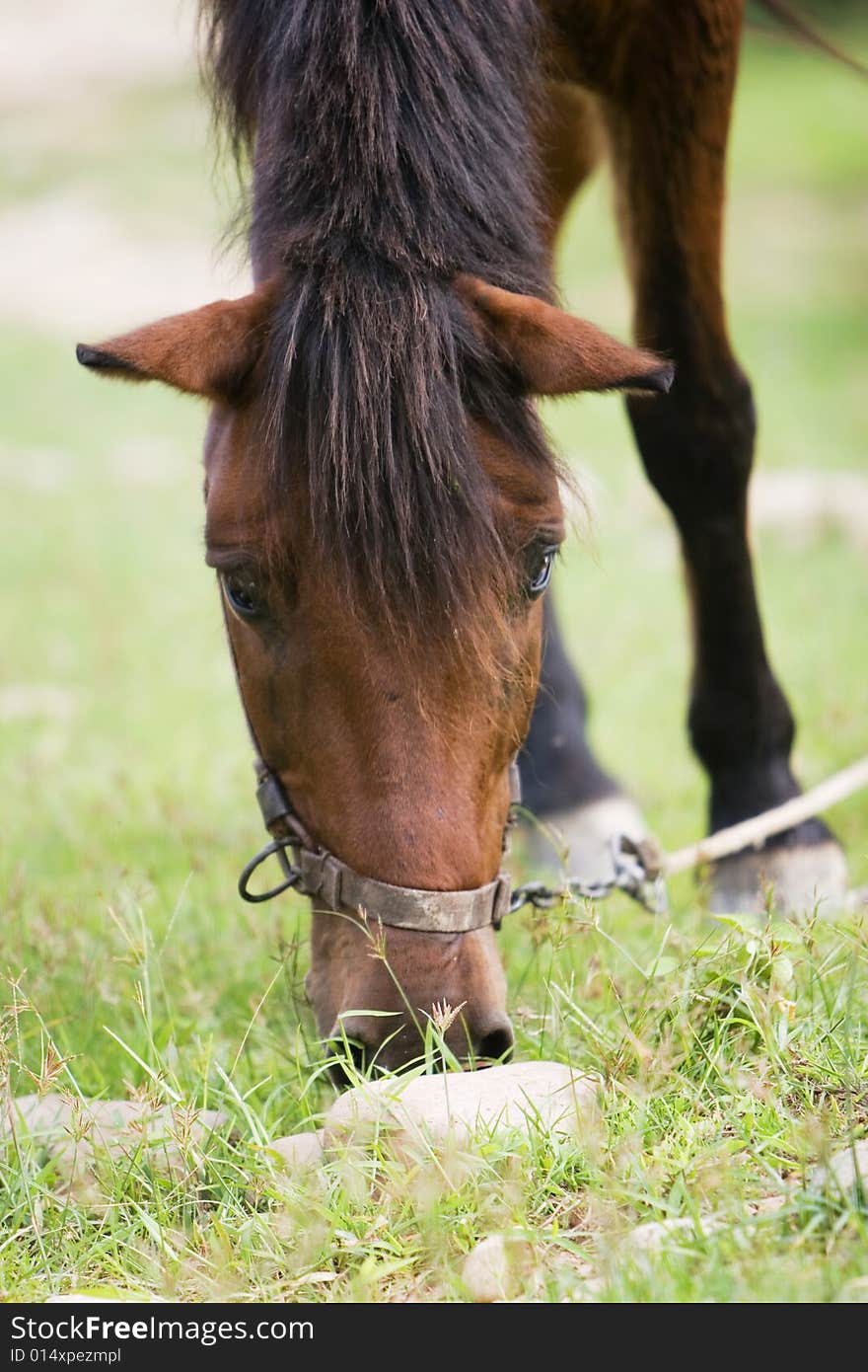 The horse in a meadow . it looks very beautiful