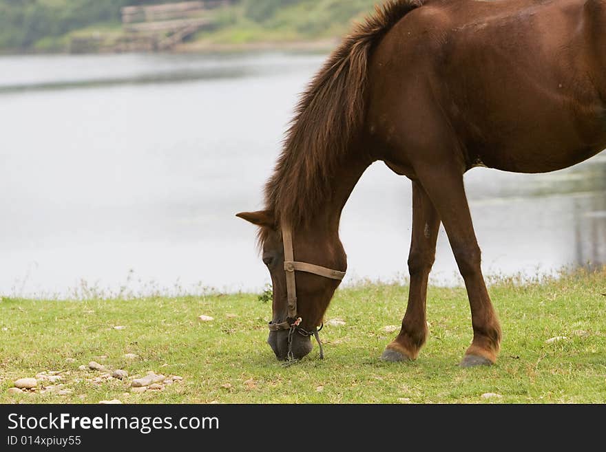 The horse in a meadow . it looks very beautiful