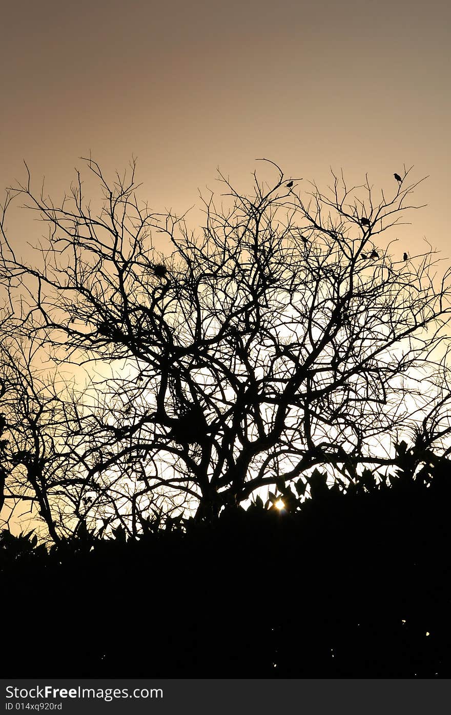 Detail of tree silhouette and branches against sunset background