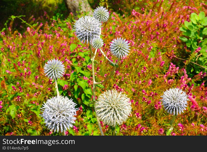 Giant Dandelions