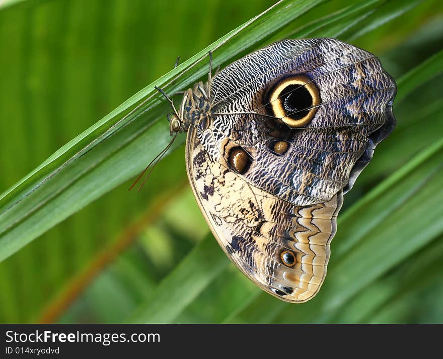 A tropical butterfly shot upside down. A tropical butterfly shot upside down