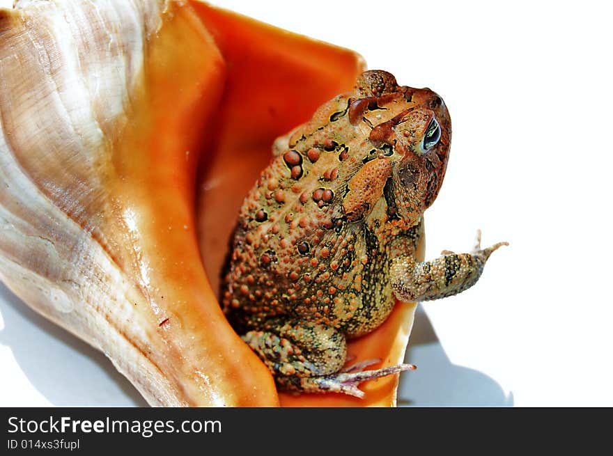 Brown toad in sea shell. Brown toad in sea shell