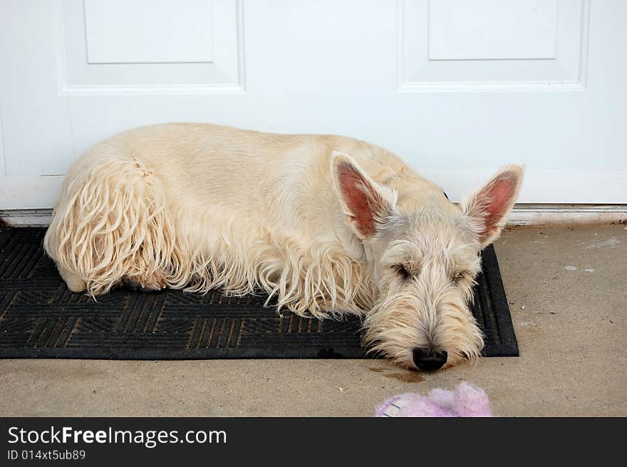 Wheaten Scottie napping on the porch!. Wheaten Scottie napping on the porch!