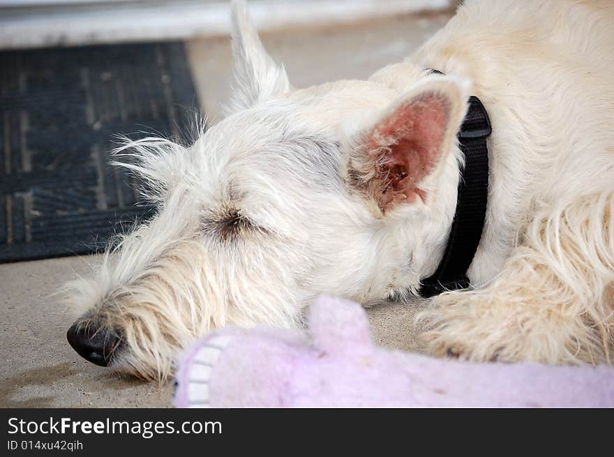 Wheaten Scottie pup resting on the porch after playing hard. Wheaten Scottie pup resting on the porch after playing hard.