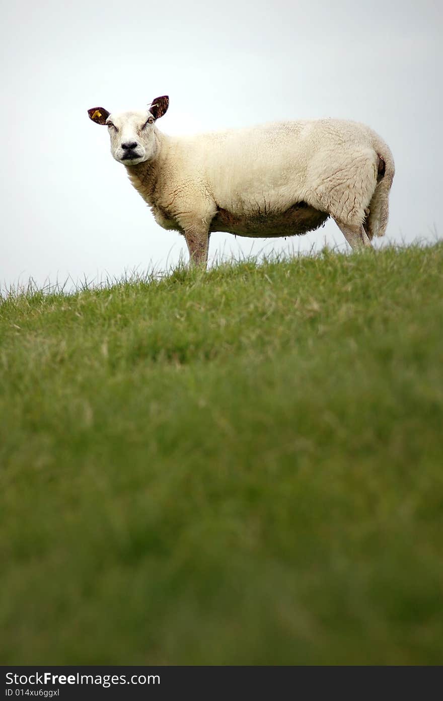 Single sheep standing at the top of a grass grown dike, looking at the camera. Single sheep standing at the top of a grass grown dike, looking at the camera