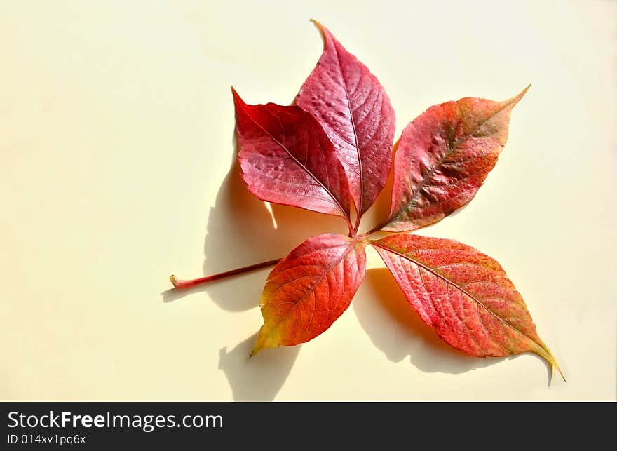 Single Autumn Leaf Isolated on Brightly Background. Single Autumn Leaf Isolated on Brightly Background