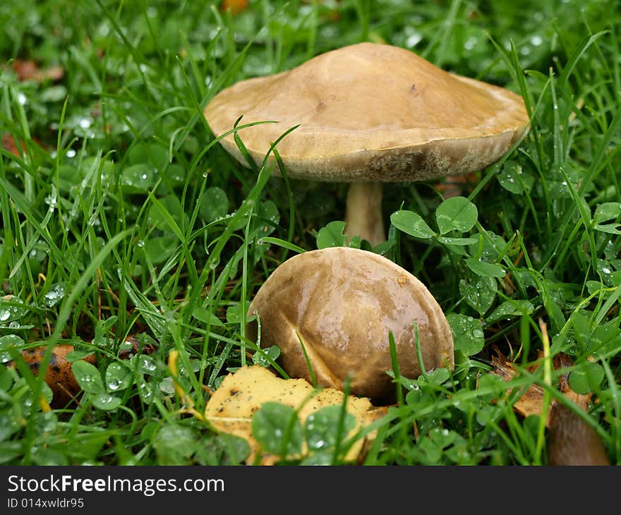 Two mushrooms in a field