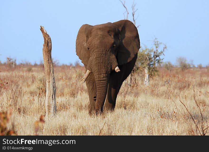 A very old African Elephant