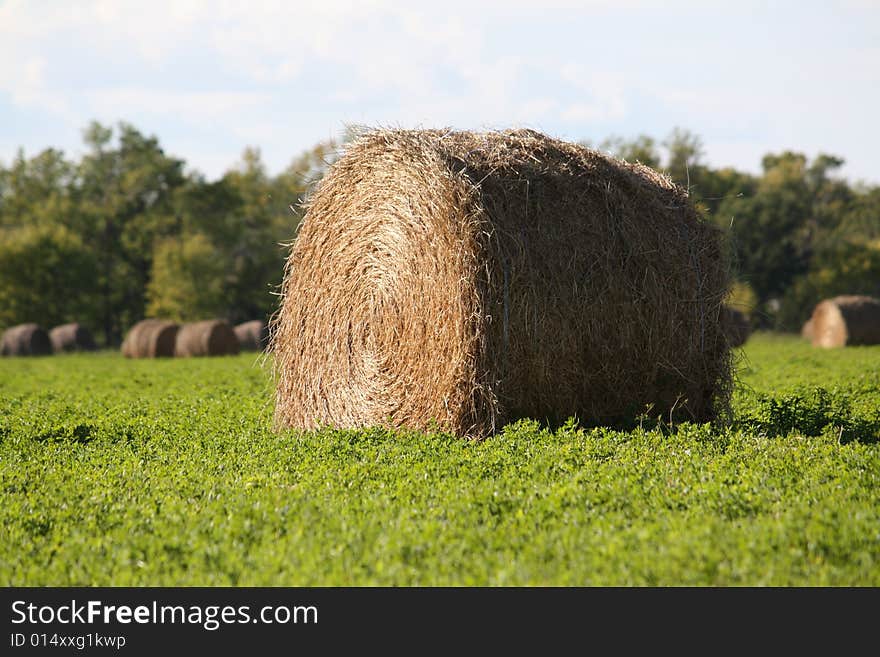 Hay bails sitting on green grass.