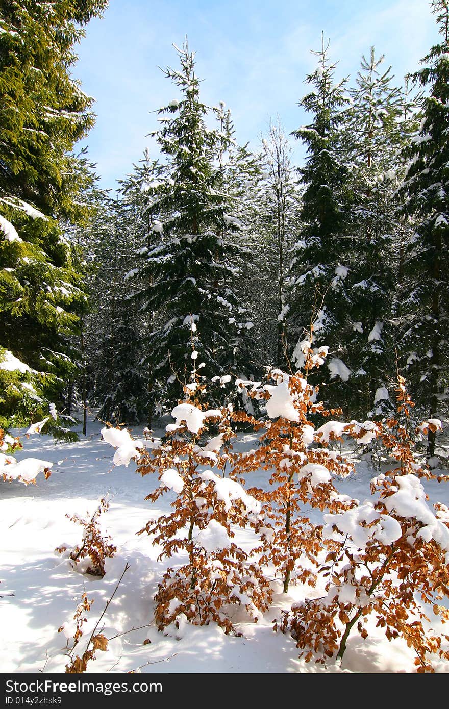 The photograph of the winter in the forest, the snow overlies trees. The photograph of the winter in the forest, the snow overlies trees