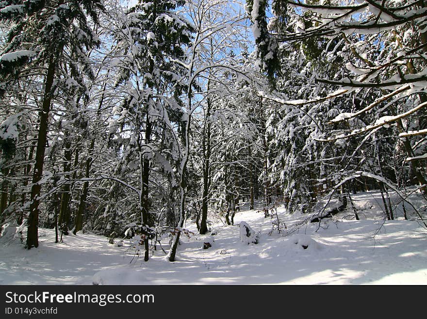 The photograph of the winter in the forest, the snow overlies trees. The photograph of the winter in the forest, the snow overlies trees