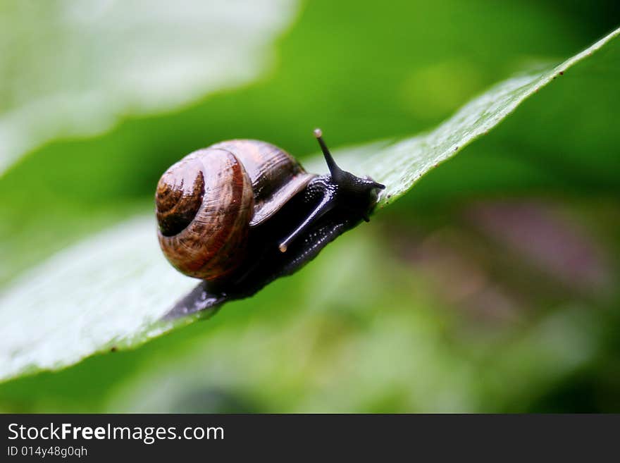 Snail on the Leaf