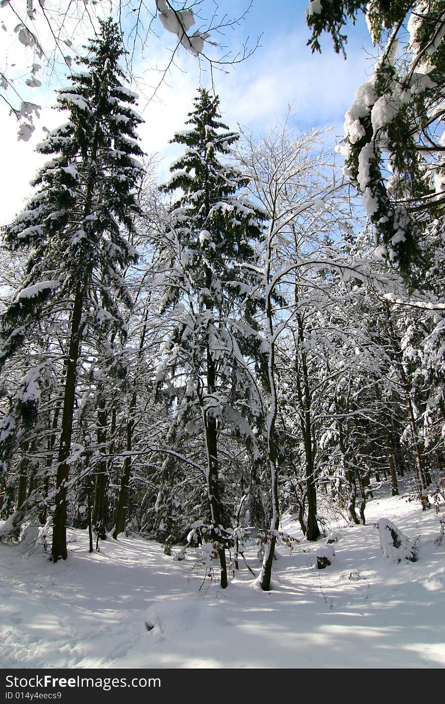 The photograph of the winter in the forest, the snow overlies trees. The photograph of the winter in the forest, the snow overlies trees