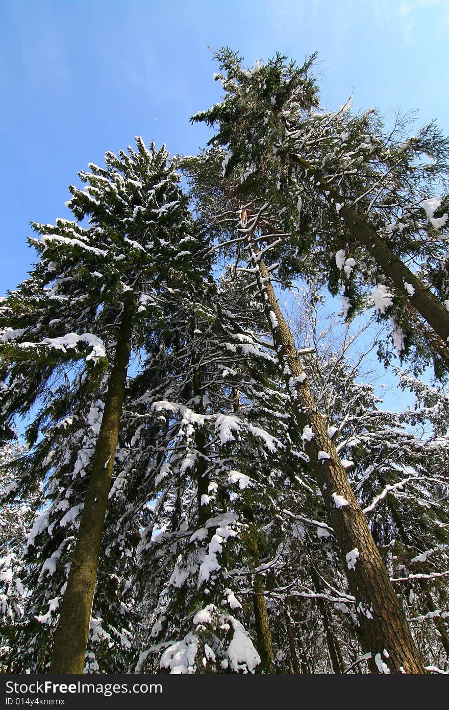 The photograph of the winter in the forest, the snow overlies trees. The photograph of the winter in the forest, the snow overlies trees