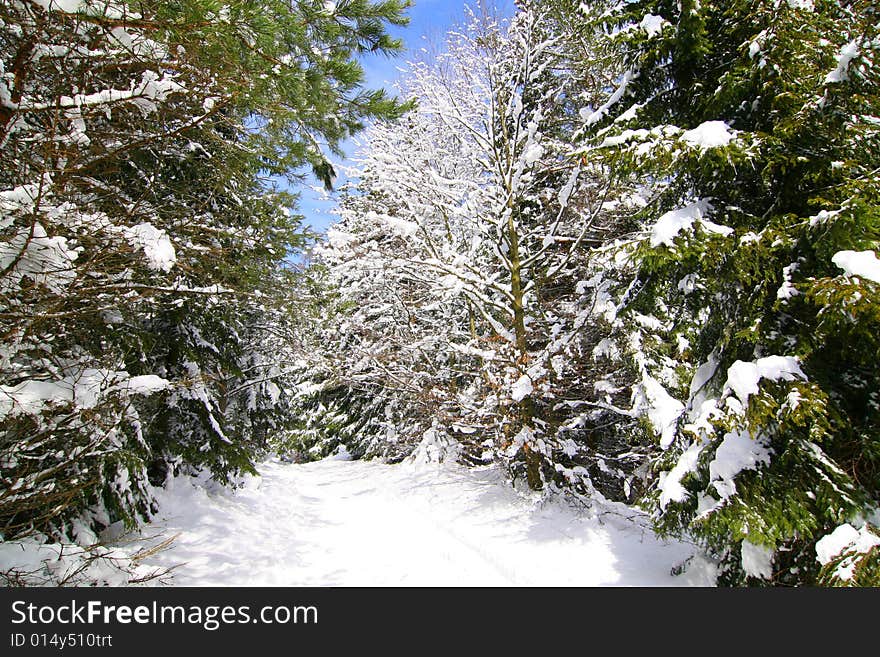 The photograph of the winter in the forest, the snow overlies trees. The photograph of the winter in the forest, the snow overlies trees