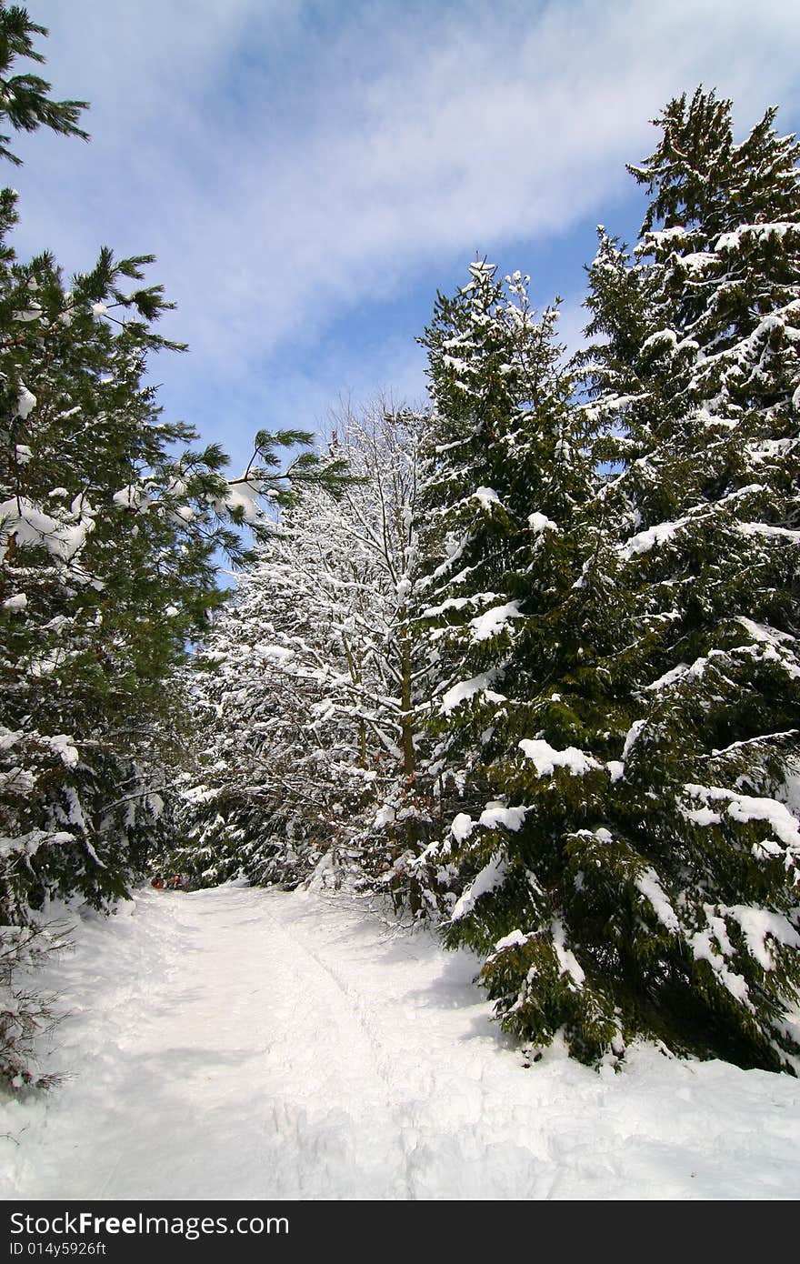 The photograph of the winter in the forest, the snow overlies trees. The photograph of the winter in the forest, the snow overlies trees